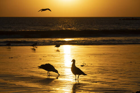 USA, Kalifornien, Santa Monica, Möwen auf sandigem Küstenstrand bei Sonnenuntergang - SEEF00072