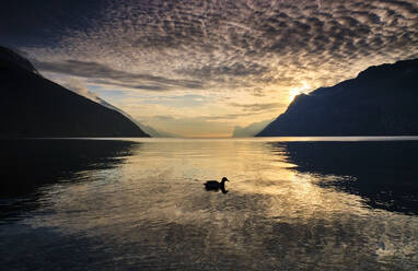 Italien, Trentino, Nago-Torbole, Silhouette eines schwimmenden Vogels im Gardasee bei Sonnenuntergang - MRF02315