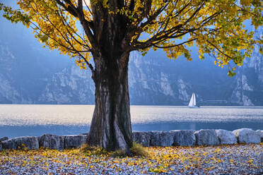 Italien, Trentino, Nago-Torbole, Herbstbaum am Ufer des Gardasees mit Segelboot im Hintergrund - MRF02316