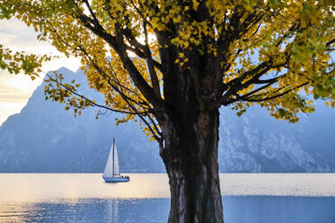 Italy, Trentino, Nago-Torbole, Autumn tree growing on shore of Lake Garda with sailboat in background - MRF02317