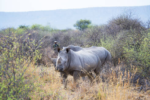 Namibia, Zwei Nashörner inmitten von Büschen im Waterberg Plateau Park - GEMF03324