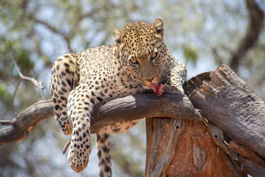 Namibia, Leopard eating raw meat on tree - GEMF03325