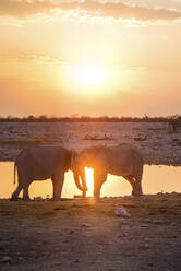 Namibia, Sonnenuntergang über zwei Elefanten an der Wasserstelle im Okaukuejo Camp - GEMF03327