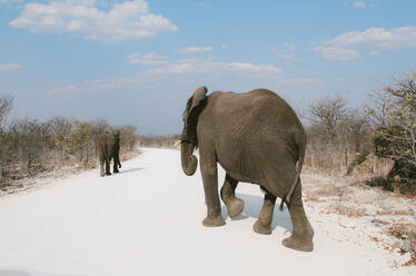 Namibia, Elefantenfamilie überquert die Hauptstraße im Etosha-Nationalpark auf der Suche nach Nahrung und Wasser inmitten der Dürre - GEMF03329