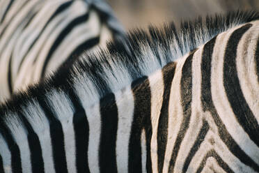 Namibia, Nahaufnahme von Mähne und Streifen eines Zebras - GEMF03330