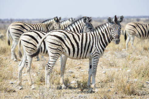 Namibia, Zebras im Etosha-Nationalpark - GEMF03331