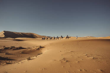 Menschen reiten auf Dromedaren durch die Wüste - CAVF69816