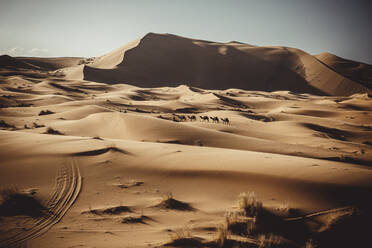 Details der Wüste mit Dromedaren - CAVF69817
