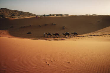 Lines and dunes in Sahara Desert with dromedaries - CAVF69820