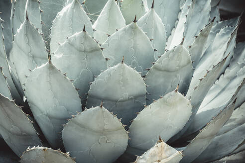 Detail der Majorelle-Gärten in Marrakesch - CAVF69829