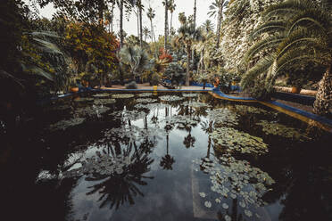 Detail of Majorelle Gardens in Marrakech - CAVF69830