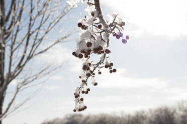 Beautiful snow covered tree branch with berries on winter morning - CAVF69945