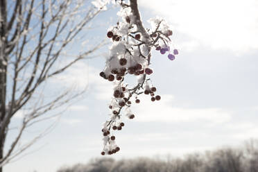 Schöner schneebedeckter Baumzweig mit Beeren am Wintermorgen - CAVF69945