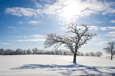 Schöner schneebedeckter Baum am Wintermorgen im Gegenlicht von MN - CAVF69946