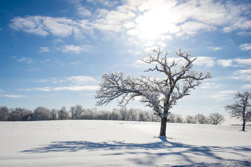 Schöner schneebedeckter Baum am Wintermorgen im Gegenlicht von MN - CAVF69946