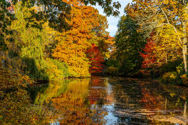 Herbstlaub bunte Bäume umgeben Teich. - CAVF69949