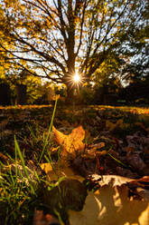 Sonnenlicht, das durch einen Baum auf heruntergefallene Blätter scheint. - CAVF69951