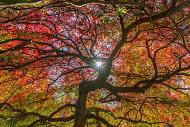 Die Sonne scheint durch einen bunten japanischen Ahornbaum. - CAVF69953