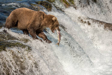 Braunbär fängt Lachs am Wasserfall, Katmai National Park, Alaska - CAVF69955