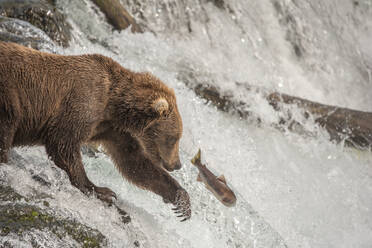 Braunbär versucht, Lachs zu fangen und zeigt Krallen am Wasserfall - CAVF69956