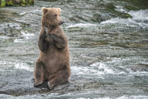 Braunbär sitzt auf den Hinterbeinen auf einem Felsen im Fluss, Katmai Alaska - CAVF69957