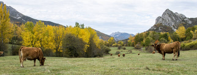 Weidende Kühe, Herbstpanorama des Valdeteja-Tals, León, Spanien. - CAVF69978