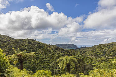 Neuseeland, Weiße Wolken über grünem Tropenwald - FOF11361