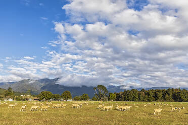 Neuseeland, Tasmanische Region, Wolken über einer weidenden Schafherde im Takaka-Tal - FOF11373