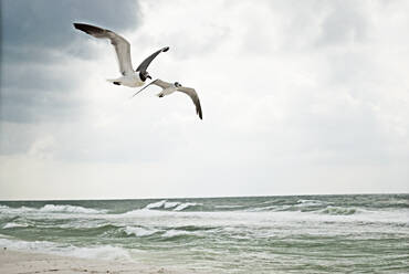 Schwarzkopfmöwen fliegen am Strand - CAVF70018