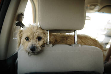 Porträt eines Hundes im Auto - CAVF70021