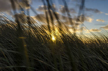 Grass growing against sky during sunset - CAVF70067