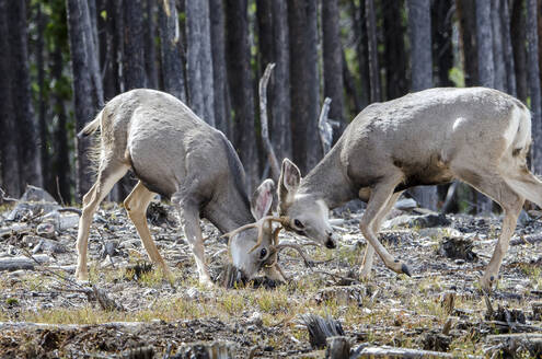 Hirsche kämpfen gegen Bäume auf einem Feld im Wald - CAVF70069