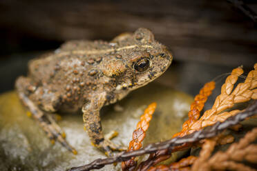 Frosch auf nassem Felsen aus hohem Winkel - CAVF70070