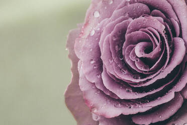 Nahaufnahme einer feuchten rosa Rosenblüte - CAVF70081