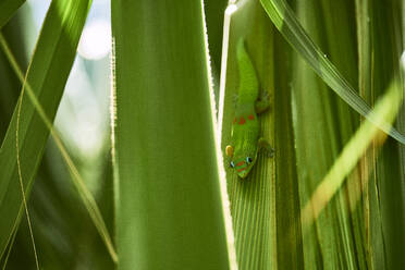 Ein Goldstaub-Taggecko posiert für seine Nahaufnahme auf der Big Island, Hawaii - CAVF70109