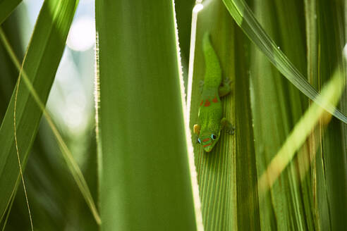 A Gold Dust Day Gecko poses for his close up on the Big Island, Hawaii - CAVF70109