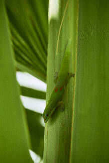 A Gold Dust Day Gecko poses for his close up on the Big Island, Hawaii - CAVF70110