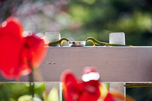 Gold Dust Geckos share a drink on a white fence of a restaurant - CAVF70116