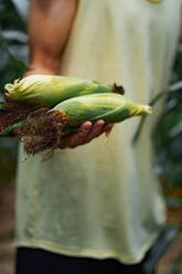 Close up of a corn on a man`s palm picking up the corn. - CAVF70134