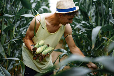 Porträt eines Bauern mit Hut auf einem grünen Feld, der den Mais aufliest. - CAVF70135