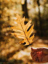 Nahaufnahme einer Hand, die ein beleuchtetes Eichenblatt an einem Herbsttag in einem Wald hält. - CAVF70145