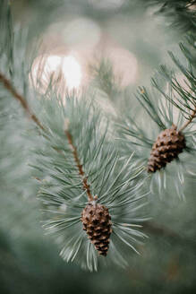 Close-up of pine tree in forest - CAVF70236