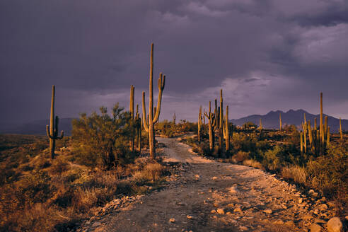 Das letzte bisschen Sonnenlicht beleuchtet Saguaro-Kakteen und einen unbefestigten Weg. - CAVF70238