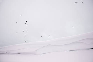 Birds flying in sky over snow covered landscape - CAVF70262