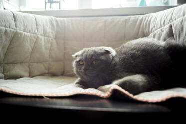 Kurzhaar-Katze schaut weg, während sie sich zu Hause auf dem Sofa entspannt - CAVF70272