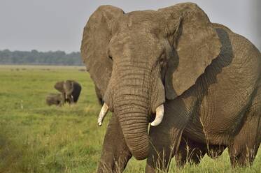 Großer afrikanischer Elefant in der Savanne - CAVF70323