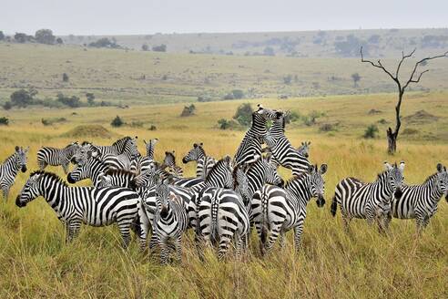 Zebras kämpfen - CAVF70327