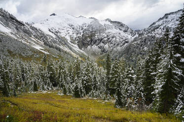 Mount Ruth bedeckt in Schnee mit immergrünen Bäumen - CAVF70334