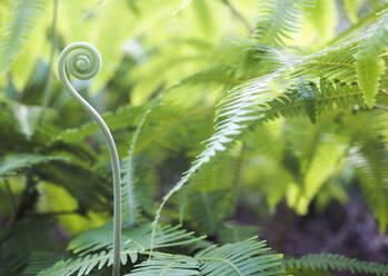 Close-up of tendril by ferns - CAVF70359