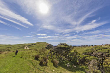 Neuseeland, Die Sonne scheint über einer Touristin, die an einer Schafherde vorbeigeht, die am Cape Farewell weidet - FOF11377